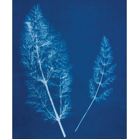 Jacquard Cyanotype - 2 Component Set - The Merri Artist - merriartist.com