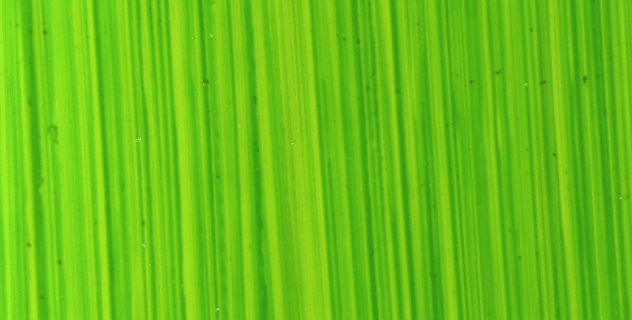 Michael Harding Oil Paint - 116 Bright Green Lake 40ml - The Merri Artist - merriartist.com