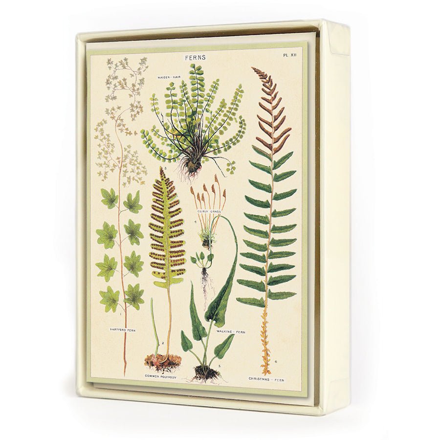 Cavallini & Co. Vintage Inspired Boxed Notecards - 8 folded 3.75" x 5.25" notecards and envelopes (4 designs 2 per design) - Ferns - The Merri Artist - merriartist.com