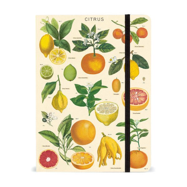 Cavallini Large Notebook - 6" x 8" 144 pages - Citrus - The Merri Artist - merriartist.com