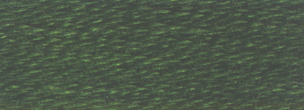 DMC 6 - Strand Cotton Embroidery Floss 8.7yd - 934 Black Avocado Green - The Merri Artist - merriartist.com