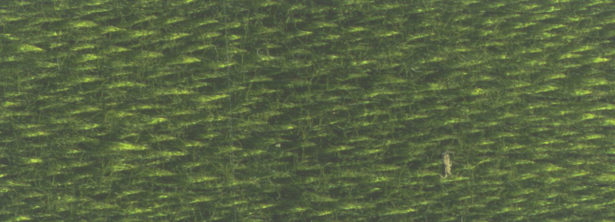 DMC 6 - Strand Cotton Embroidery Floss 8.7yd - 936 Very Dark Avocado Green - The Merri Artist - merriartist.com